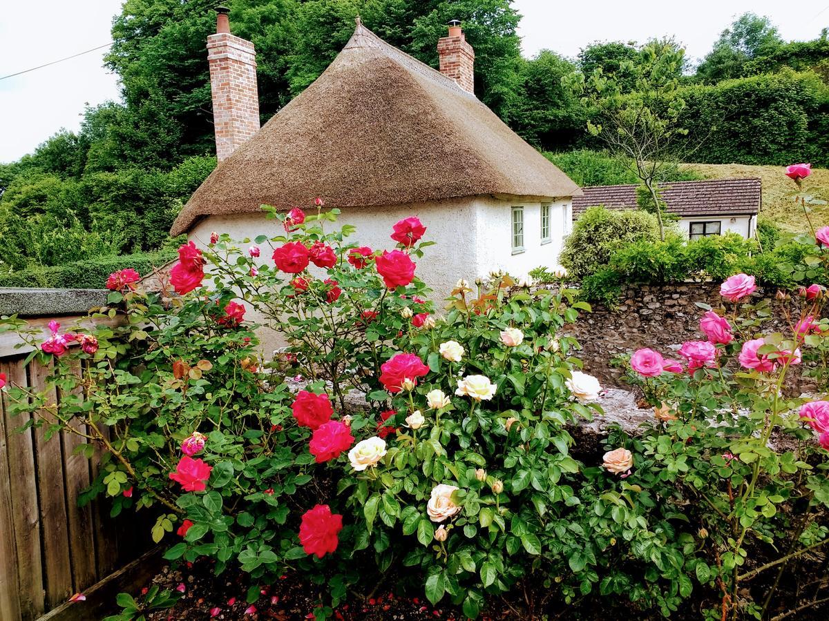 Rose Farm Acomodação com café da manhã Honiton Exterior foto